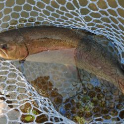 暑いけど釣れる ～フィッシングパーク高島の泉～